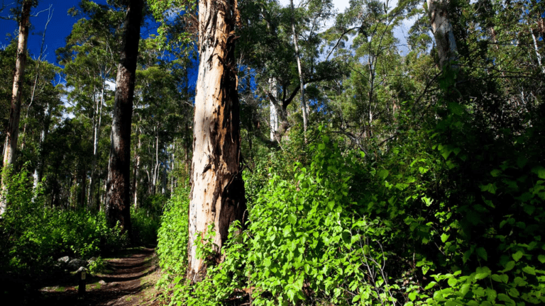 Monetising Sindh’s Forest Cover by Earning Carbon Credits