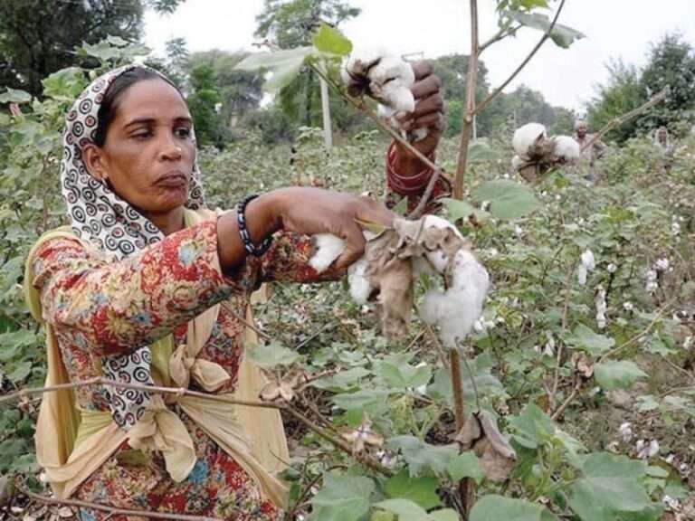 Pakistan’s Cotton Industry Crisis: The Impact of Record Imports and Unchecked Policies