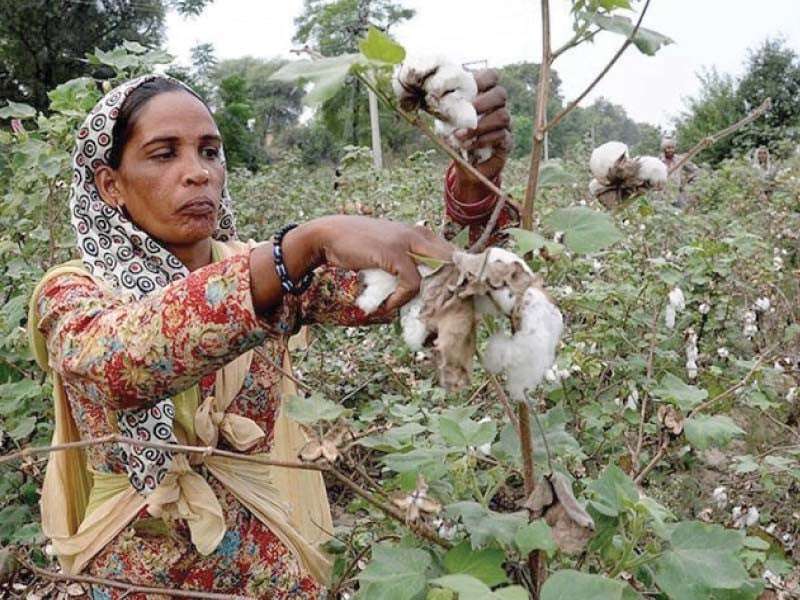 Pakistan’s Cotton Industry Crisis: The Impact of Record Imports and Unchecked Policies