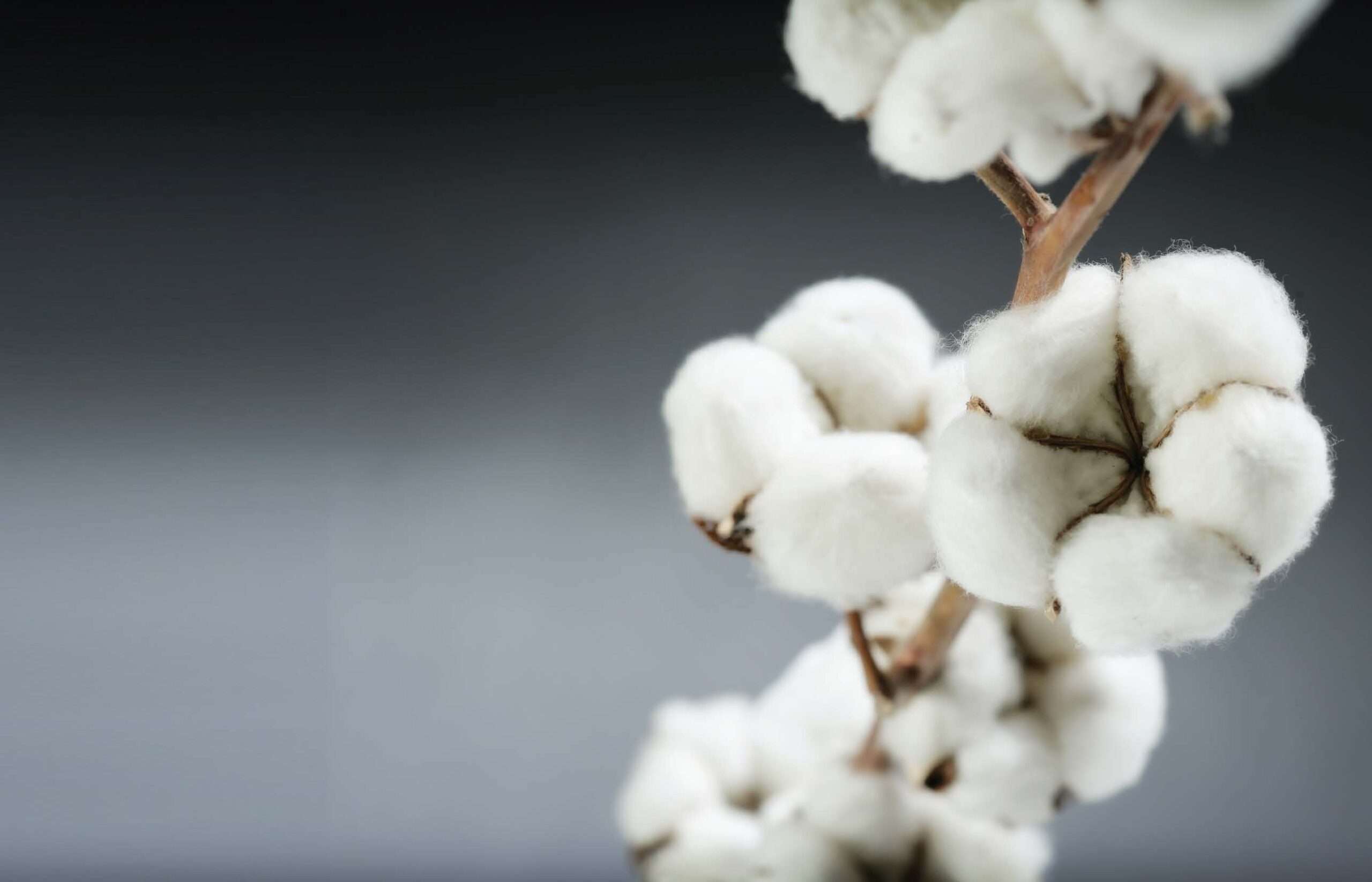 Government Weighs Options for the Future of Pakistan’s Cotton Research: A Possible Takeover by Mills Association