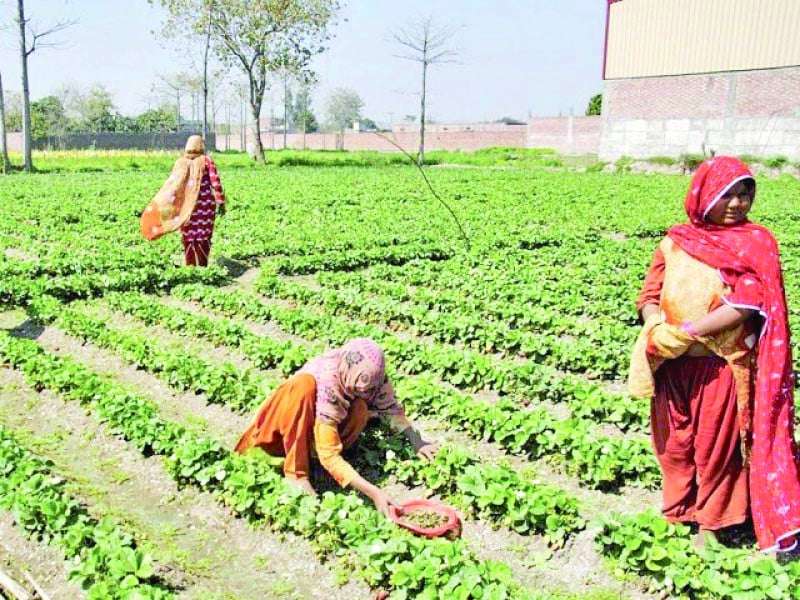 Women in Agriculture: Bridging the Gap with Support and Empowerment