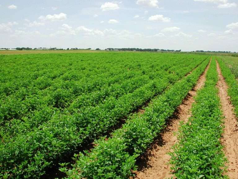 Public-Private Partnerships and Community Strategies for Food Security