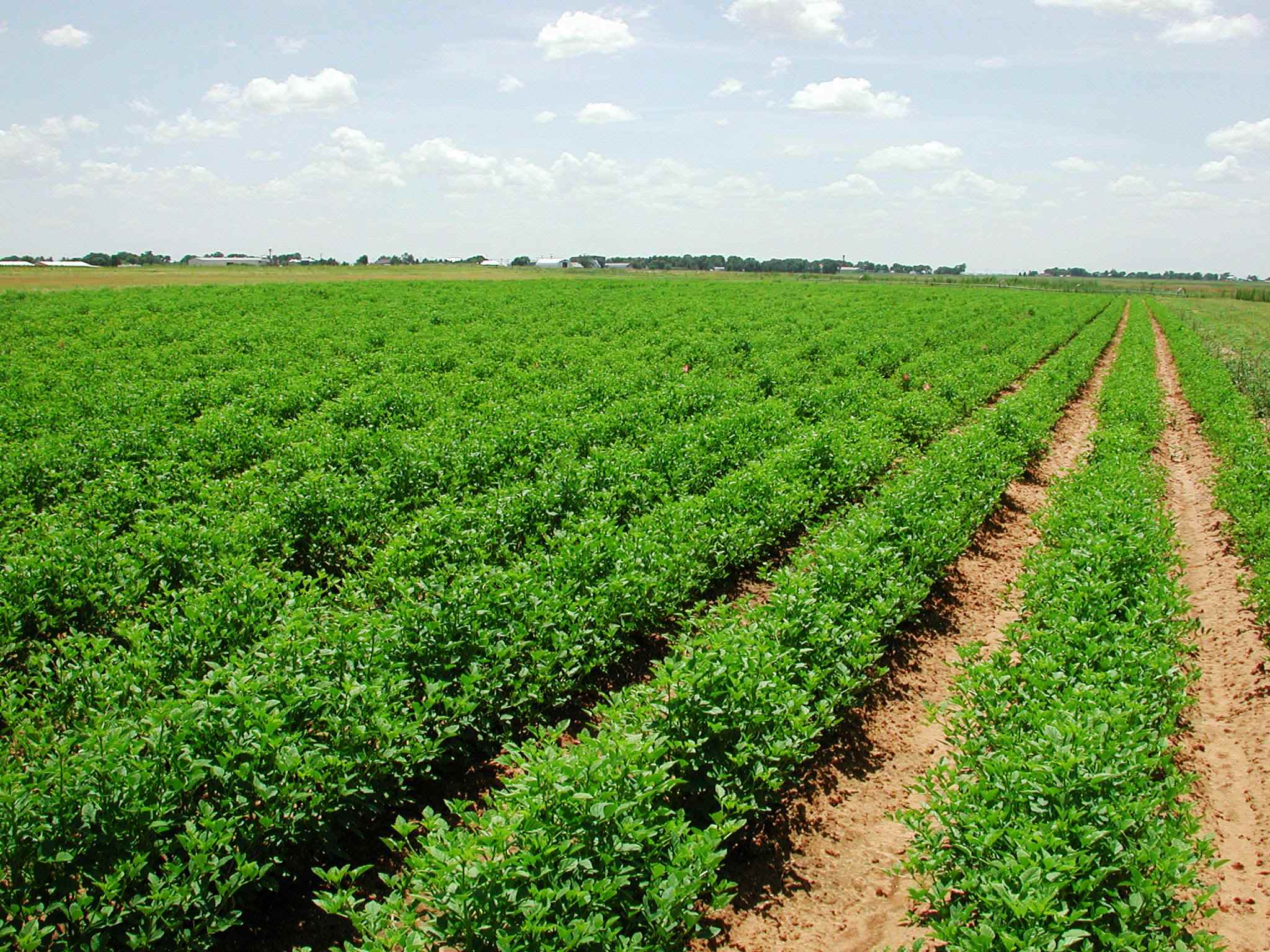 Public-Private Partnerships and Community Strategies for Food Security