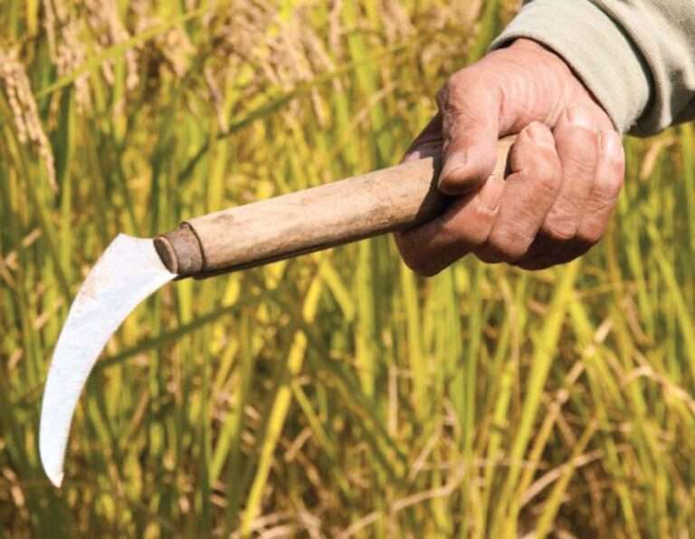 Direct Farmer-to-Consumer Sales: A Solution to Combat Middlemen