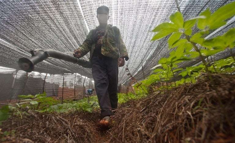 Ban on Agrochemicals Sparks Concerns Over Pakistan’s Farming Future