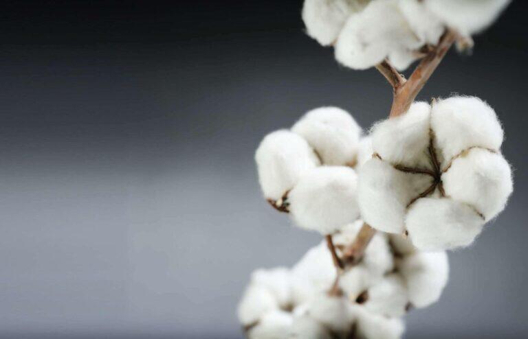 Cotton Crisis or Misreporting? Experts Demand Real Action Over Rhetoric
